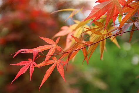 This is a symptom of bladder galls remove the fallen leaves from the ground around your tree. Japanese Maples | Root's Nurseries | Manheim Pennsylvania