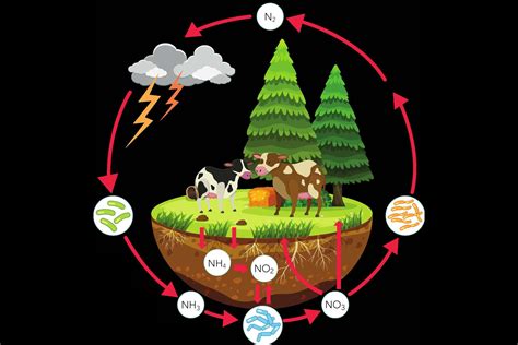 Nutrient Cycles In The Environment