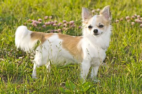 Fantastic Information About The Maltese Chihuahua Mix Malchi Dogappy