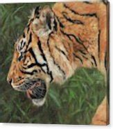 Tiger Profile Painting By David Stribbling