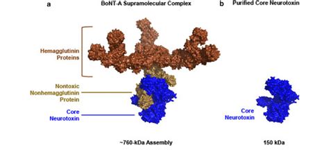 Molecular Structures Of Botulinum Neurotoxin Type A In A Supramolecular Download Scientific