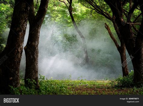 Beautiful Foggy Forest Image And Photo Free Trial Bigstock