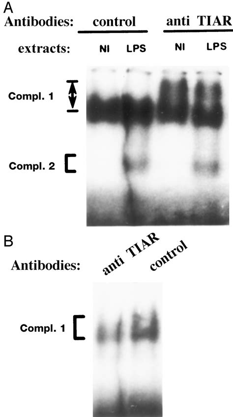 Identification Of Tiar As A Protein Binding To The Translational