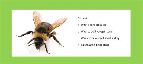 How To Deal With A Bee Or Wasp Sting Andersson First Aid Training