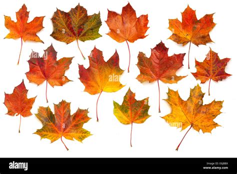 Autumn Red Maple Leaves Collection Isolated On White Background Stock