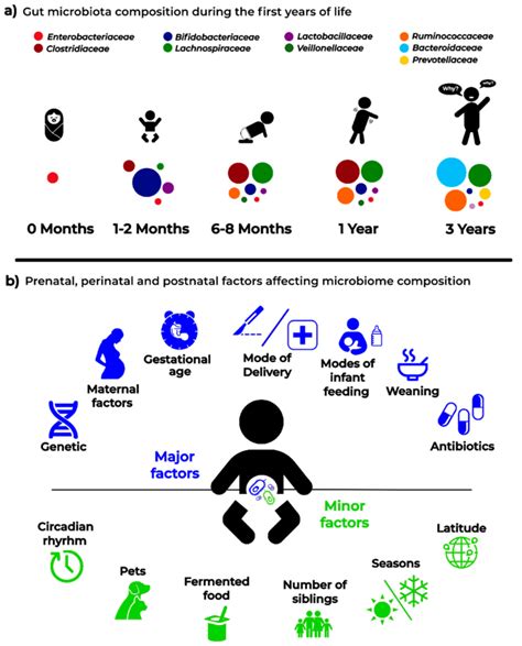 Infant Microbiota Composition A And The Main Major And Minor
