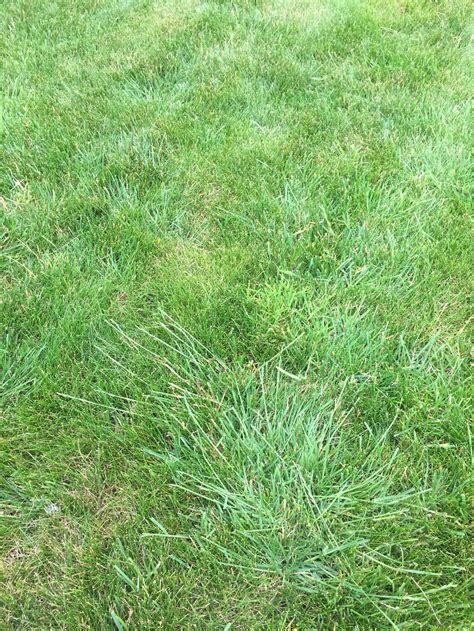 Lawn Looking Poor — Bbc Gardeners World Magazine