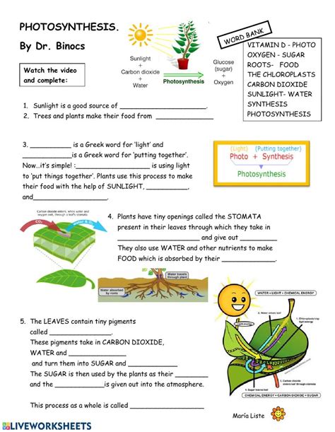 Free Printable Worksheets On Photosynthesis