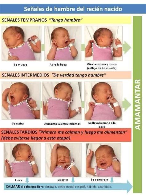 Tips bebés Señales de hambre del recién nacido Bebe seguro Trucos