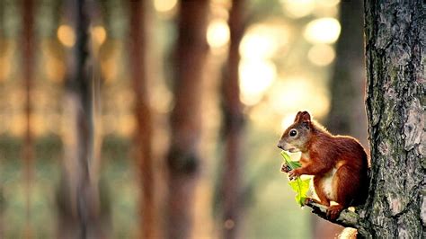 Animal Squirrel Hd Wallpapers Wallpaper Cave