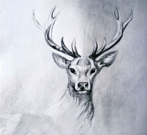 Deer Drawing 2 By Lineke Lijn On Deviantart