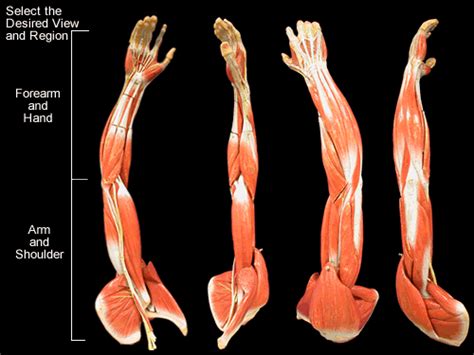 Arm muscles, download this wallpaper for free in hd resolution. Arm Muscles Map / 14 NERVE SUPPLY TO THE UPPER LIMB Flashcards | Quizlet : The muscles of the ...