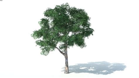 Low Poly 3d Tree 001 3d Warehouse
