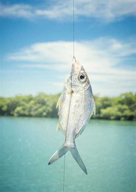 Fish On The Hook Stock Image Image Of Freshwater Fresh 140308209