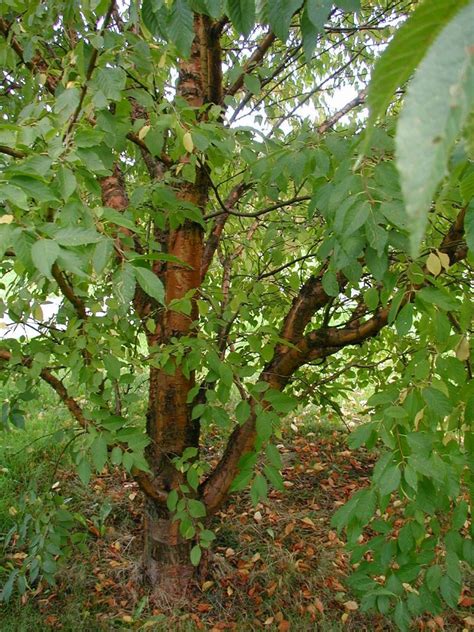 Prunus Maackii Wikipedia