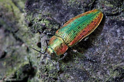 Jewel Beetle Photos, Jewel Beetle Images, Nature Wildlife Pictures ...