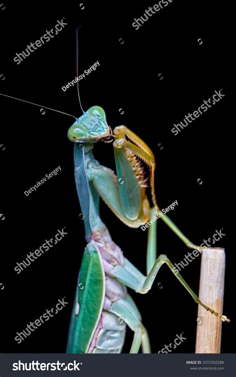 Giant Malaysian Shield Praying Mantis Rhombodera Stock Photo Shutterstock