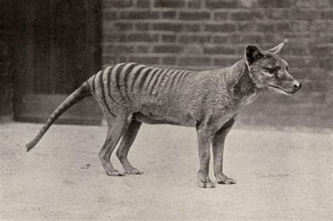 Top 154 What Animals Have Gone Extinct In The Last 100 Years
