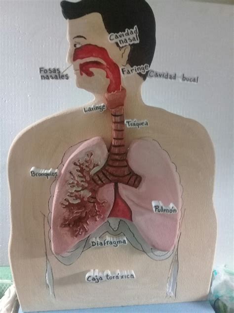 Sistema Respiratorio