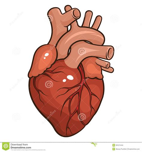 Human Heart Stock Vector Illustration Of Muscle Human