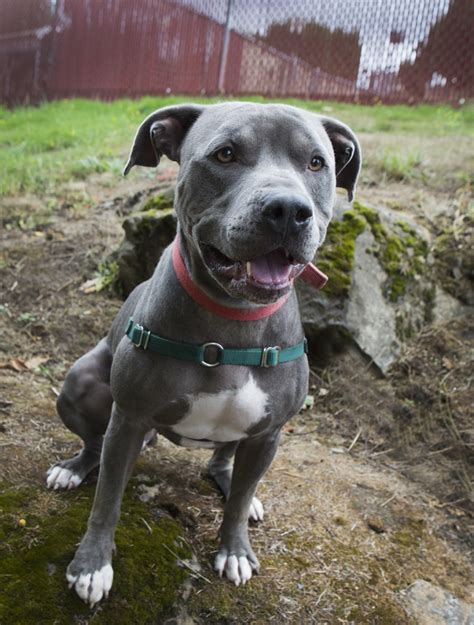 Shelter Dogs Of Portland Jax Playful Bluewhite Pitbull