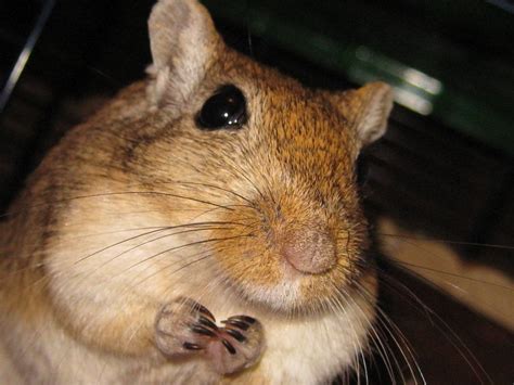 Gerbil Close Up By Cottoncandycookie On Deviantart Gerbil Cute