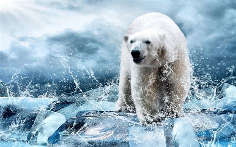 Hunter Ice White Polar Bear In Drops Of Water Animal Wallpaper Hd