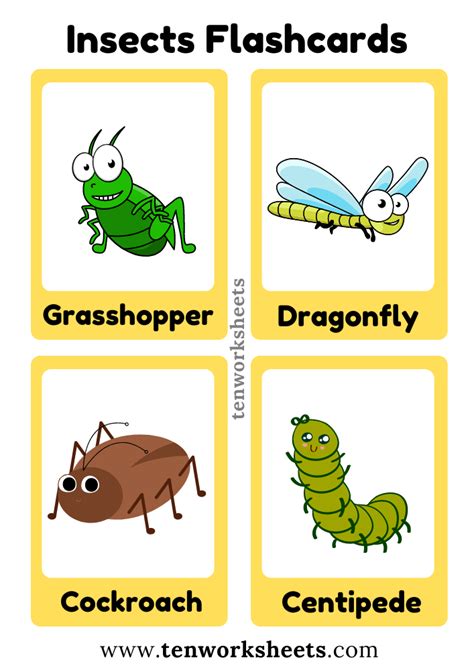 Insects Flashcards Pdf Free Printable For Kids Ten Worksheets