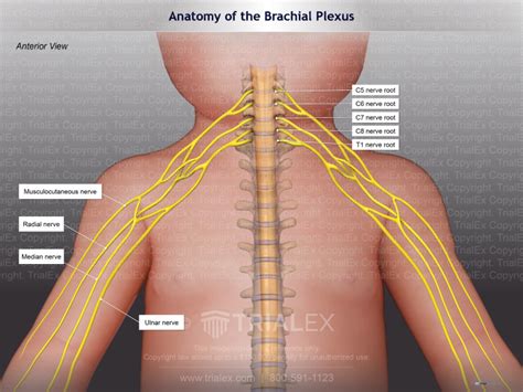 Anatomy Of The Brachial Plexus Of An Infant Trial Exhibits Inc