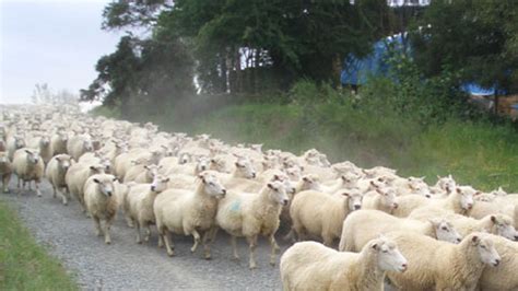 ずっと真夜中でいいのに。 正しくなれない 霧が毒をみた 片っ端から確かめたくて 考え続けたい 偽りで出会えた. ニュージーランド散歩道: 羊の大行進