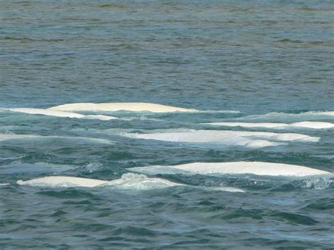 Canadasomerset Island Beluga Whales In Cunningham Inlet
