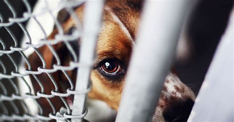 Lawmakers Introduce Bill To Make Extreme Animal Cruelty A Federal
