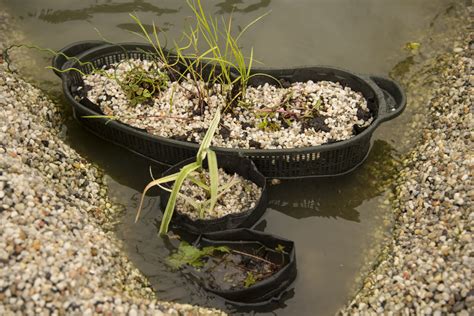 Vijver Beplanten Met Waterplanten Tuinadvies