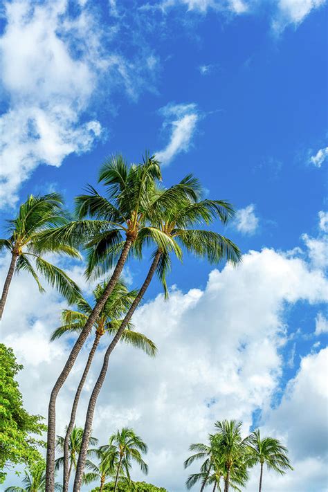 Tall Palm Trees On The Hawaiian Island Of Maui Photograph By Felipe Sanchez