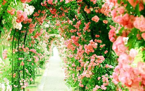 Dreamstime is the world`s largest stock photography community. Download wallpapers flower greenhouse, pink roses, alley ...