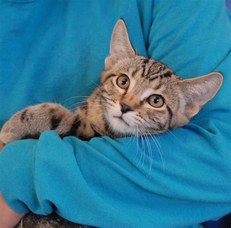 Tiger Tabby Kittens Debuting For Adoption Today