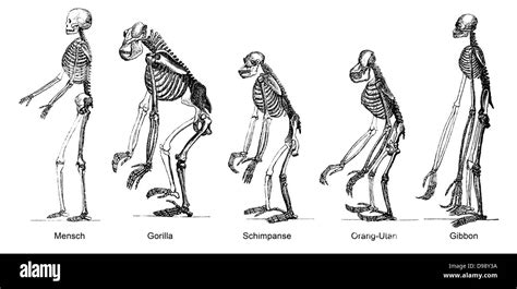 Comparison Of The Skeletons Of Mankind And Ape Anatomy Evolution Of