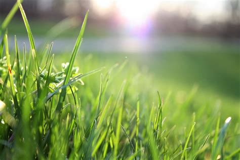 Resources on blade of grass sign and related topics in orthopaedicsone spaces. When is the Best Time to Lime Your Cape Girardeau ...