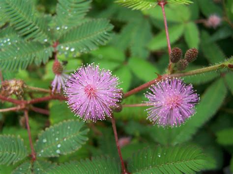 Mimosa Pudica A How To