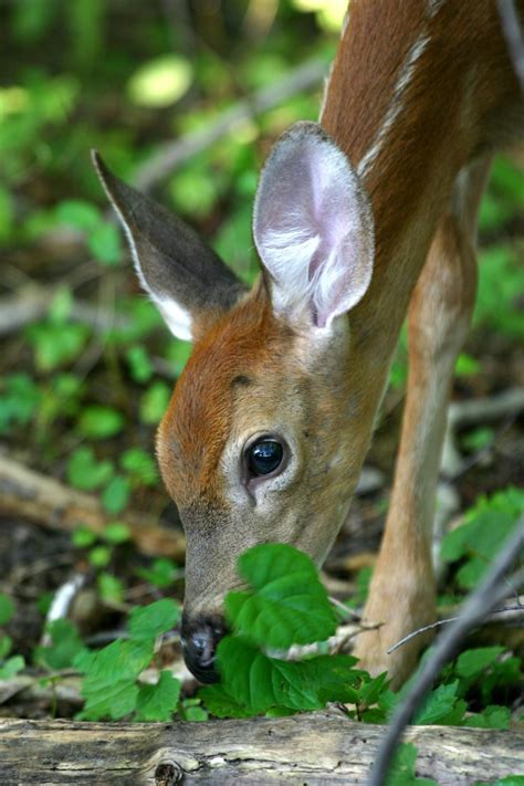 Fawn Baby Deer Information And Photos Thriftyfun