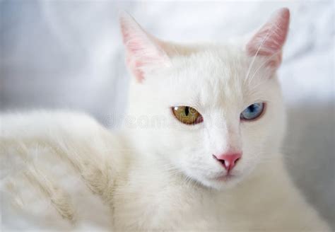 Blue Golden Eyed Cat Stock Photo Image Of Cute Furry 31655218