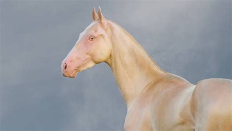 10 Strange And Beautiful Horse Breeds