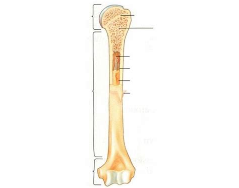 What structure in the diagram is the only place on a long bone not covered by the periosteum? Long Bone Labeled : 19.2 Bone - Concepts of Biology - 1st ...
