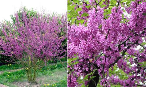 Cercis Siliquastrum Arborele Lui Iuda De Vânzare Copaceiro Pepiniera Zalău