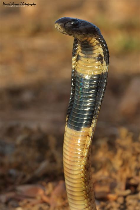 Moroccan Cobra Naja Haje A Photo On Flickriver
