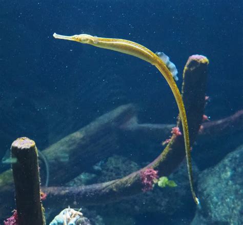 Greater Pipefish Syngnathus Acus 2021 06 12 Zoochat