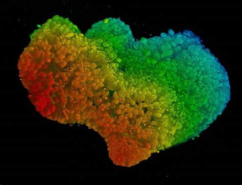 Organoids Offer New Research Opportunities Cosmos Magazine