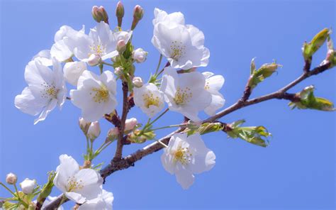 Apple Blossom Wallpaper ·① Wallpapertag