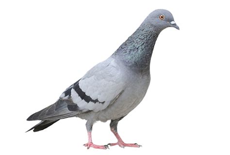 Domestic Columbidae Pigeon Png Transparent Image Png Mart