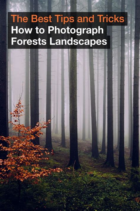 How To Photograph Forests Landscapes Top Tips And Tricks Forest